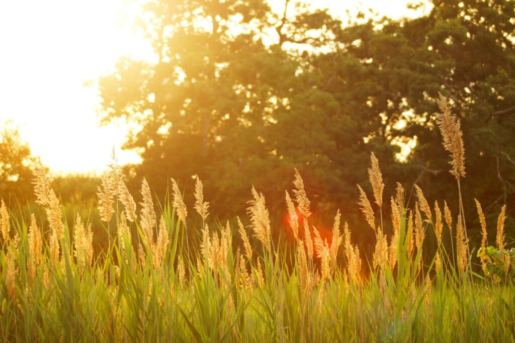 How CBT for ADHD Can Help with Summer Irritability cover